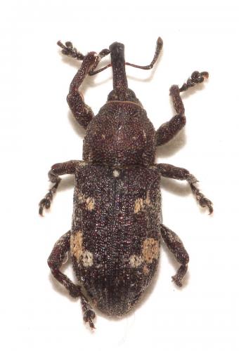 Réf. 274 282 : Pissodes castaneus